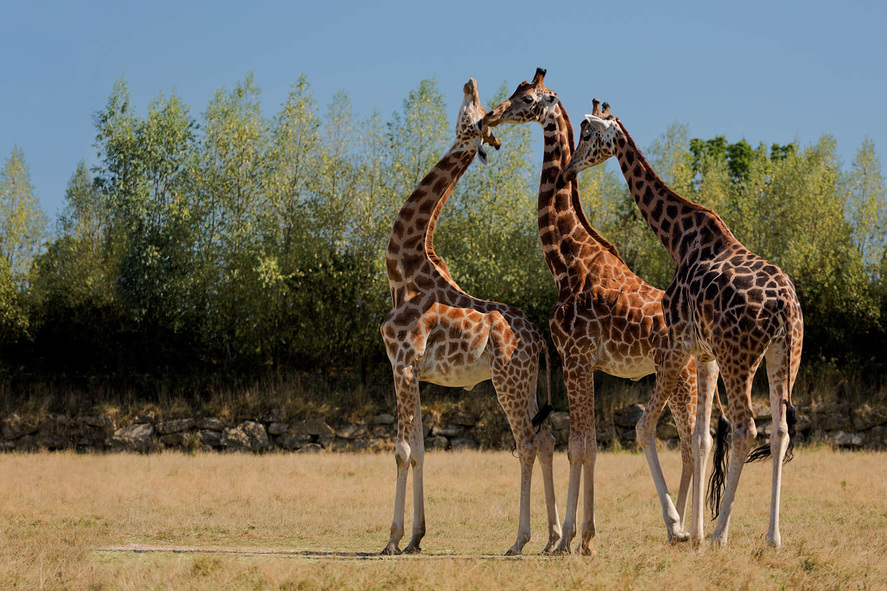 Girafes Branféré