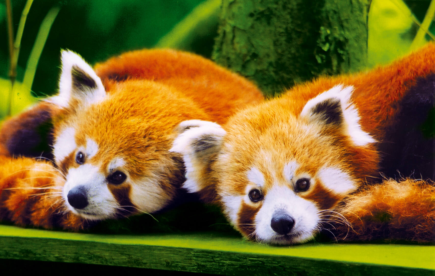 panda roux Branféré