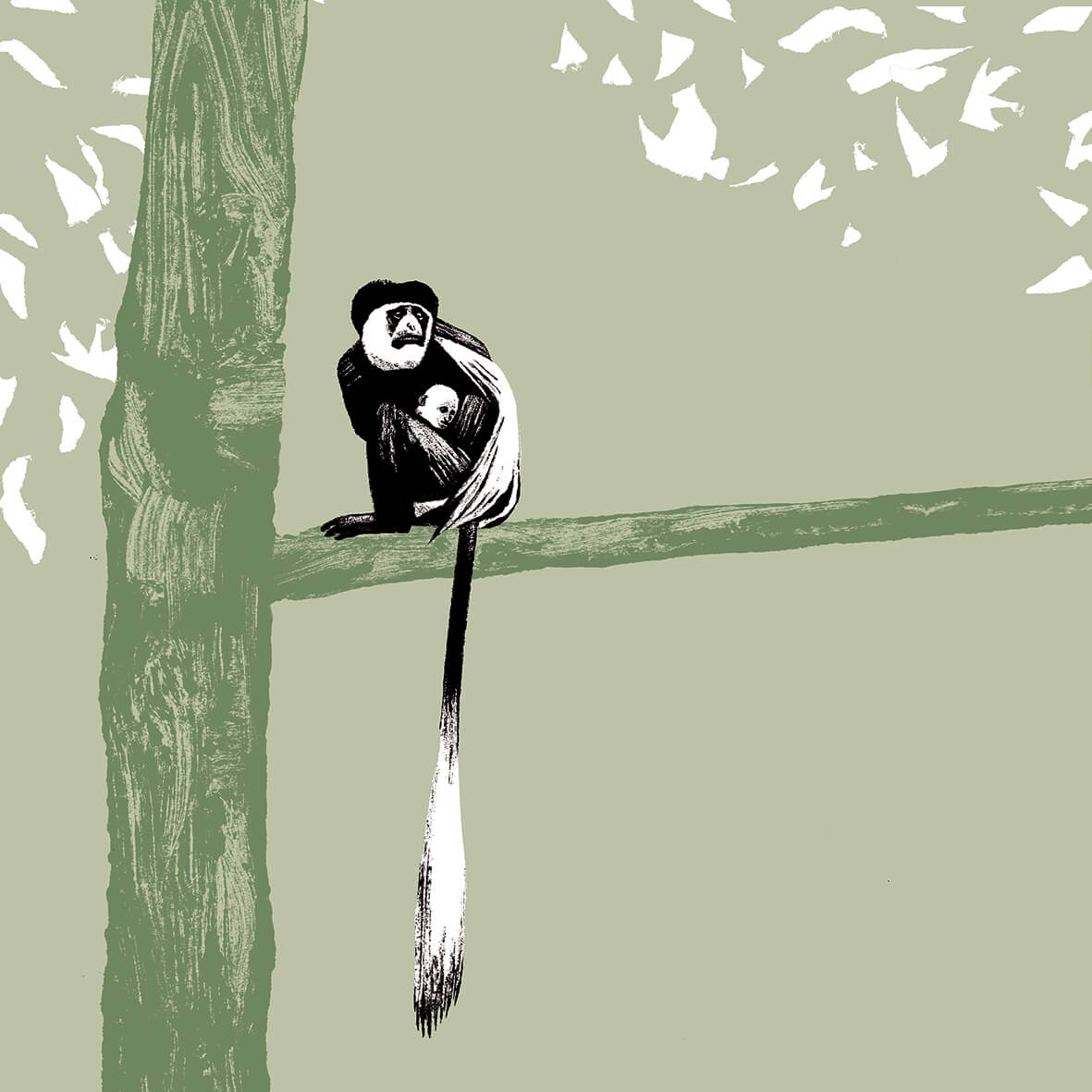 colobe de Guéréza parc animalier de Branféré