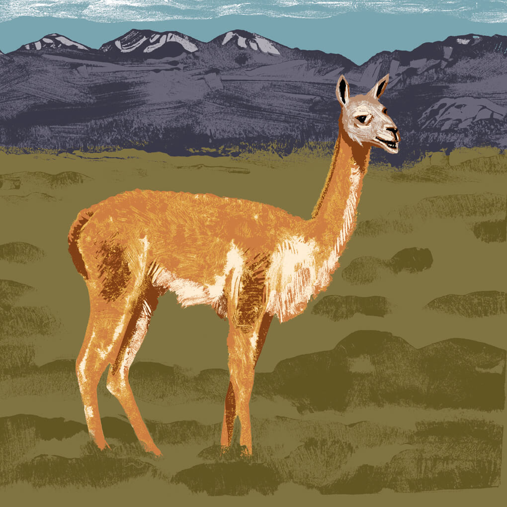 guanaco parc animalier de Branféré