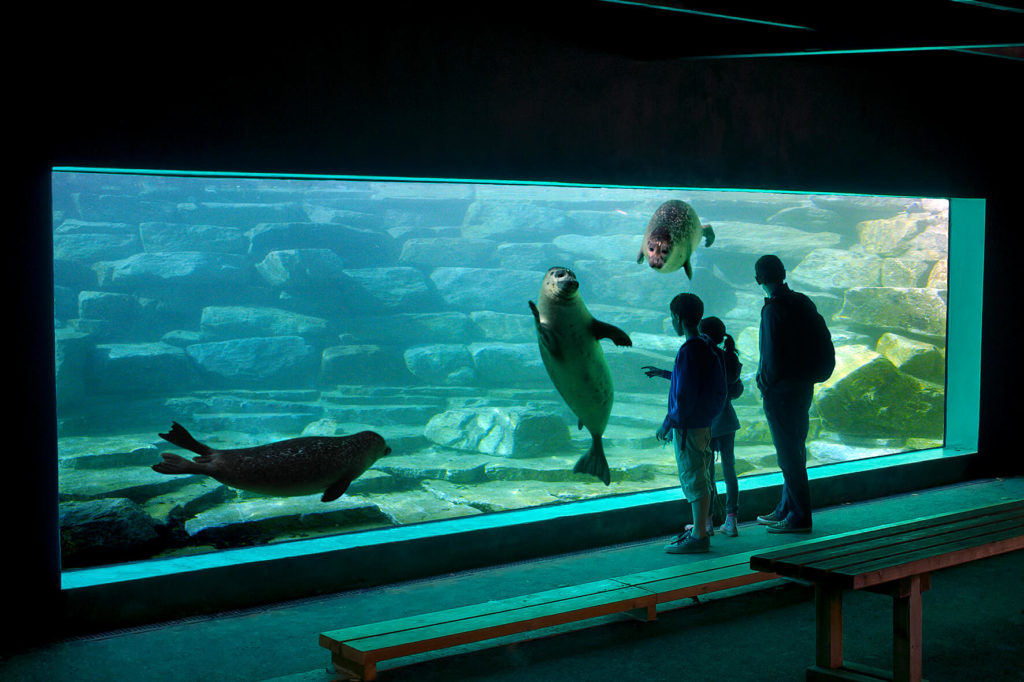 L'aquavision : observez les phoques sous l'eau