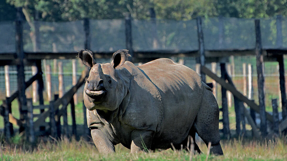 rhinocéros branféré