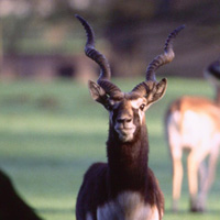 antilope herbivore branféré