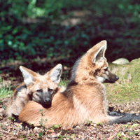 loup à crinière carnivore