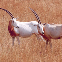 oryx plaine africaine branféré