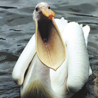 pelican parc oiseaux