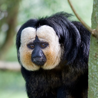 saki face blanche primates