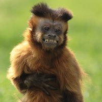singe capucin primates