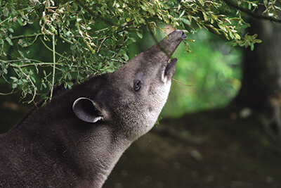 Tapir Branféré