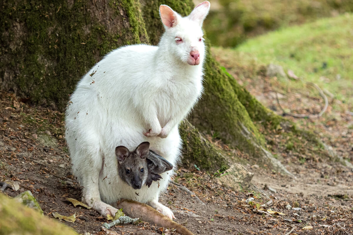 bebe-wallaby-albinos