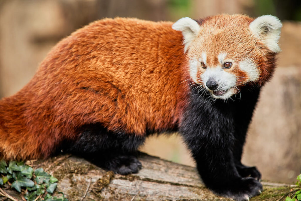 Wallabies, pandas roux ... Les nouvelles du printemps !