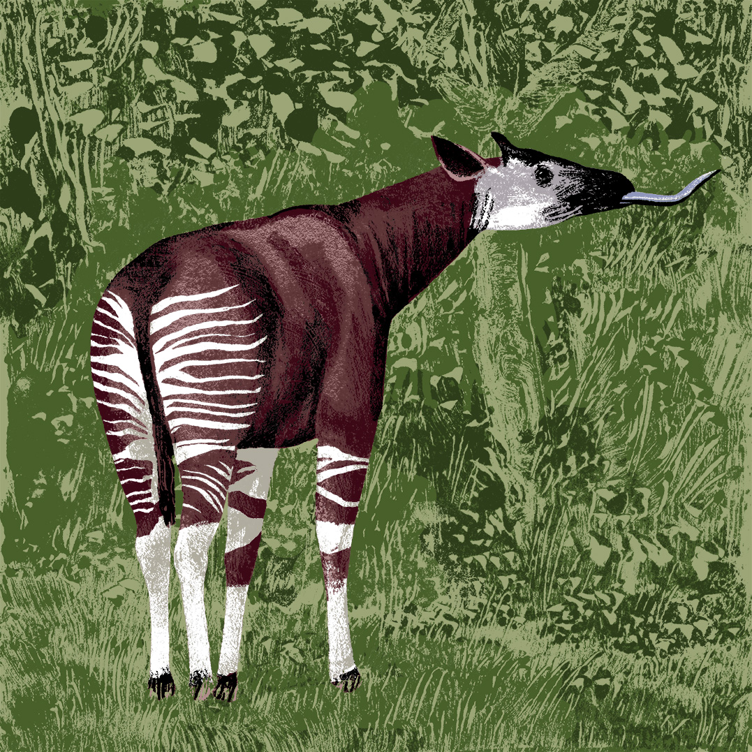 L’okapi parc animalier de Branféré