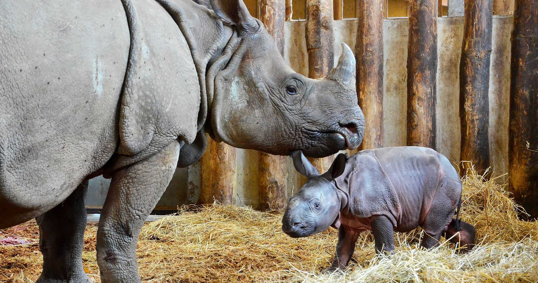 naissance rhinoceros indien