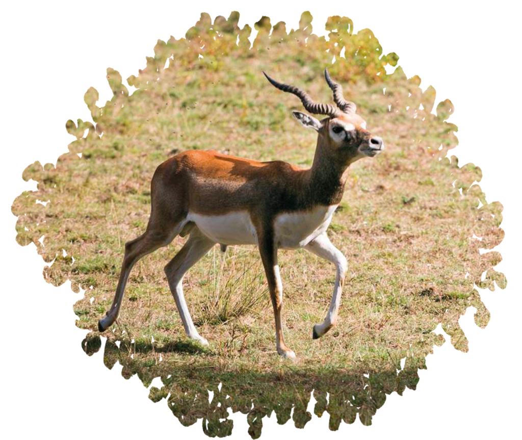 antilope plaine africiane