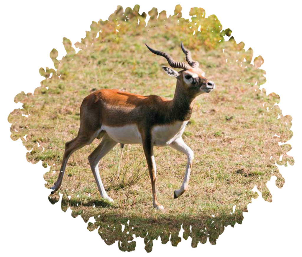 vallée indienne antilope cervicapre