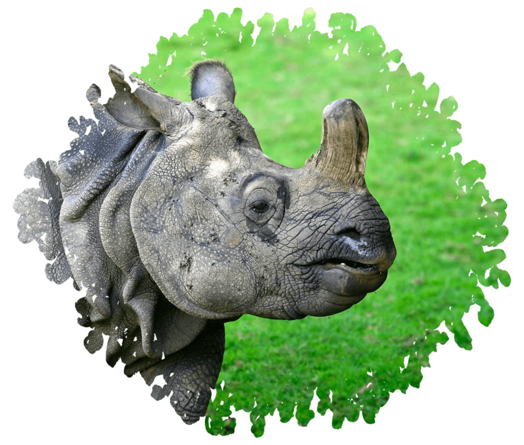 Vallée indienne rhinoceros indien