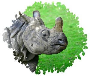 Vallée indienne rhinoceros indien