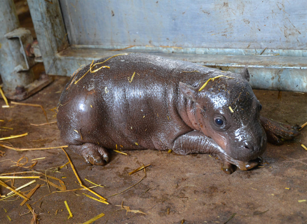 Naissance d'un bébé hippopotame pygmée