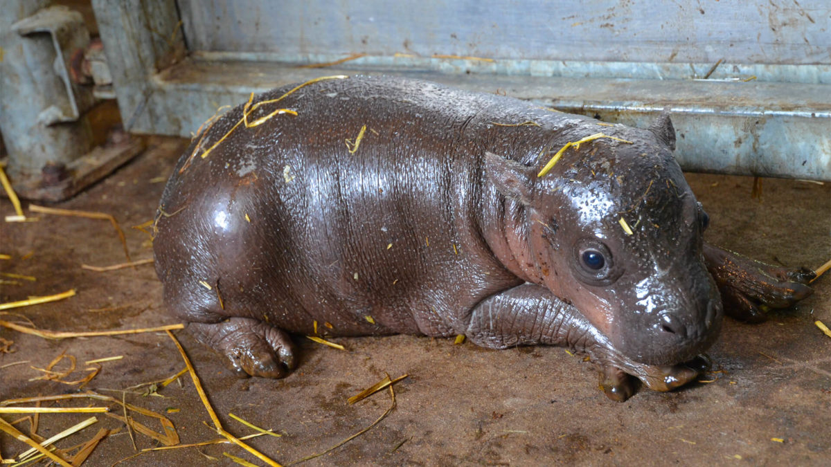 naissance hippo 2024