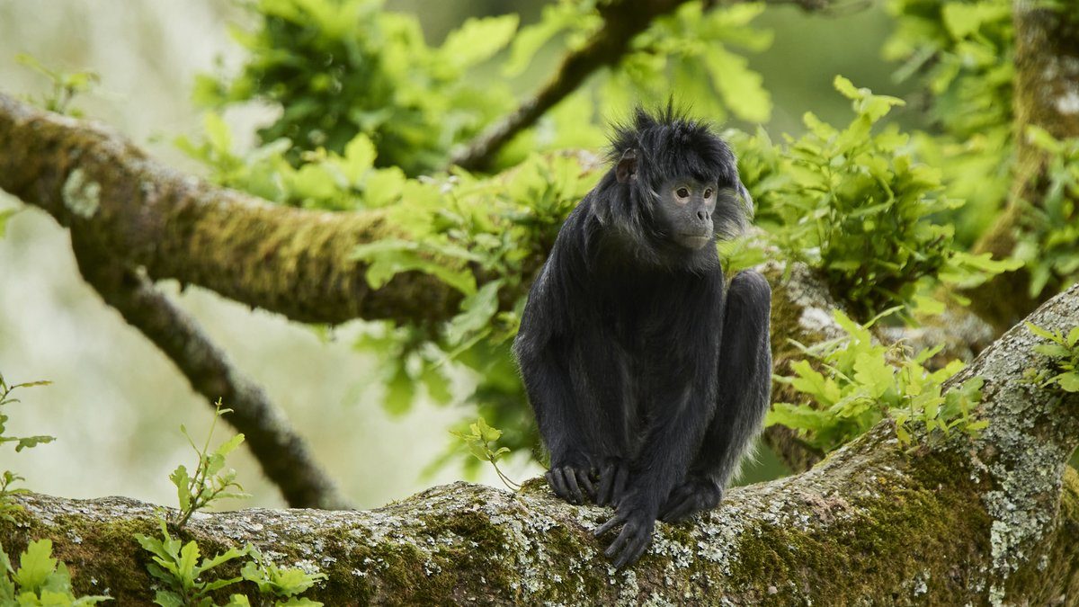 nouveauté 2024 langurs de java