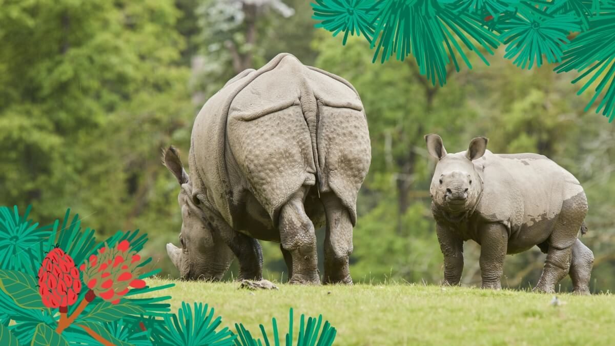 rhinoceros indien