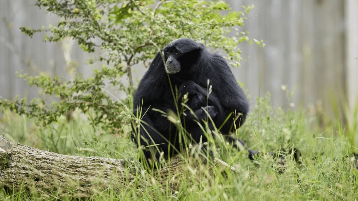 siamang gibbons