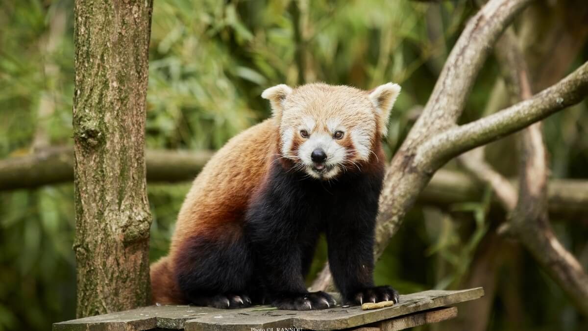 focus panda roux