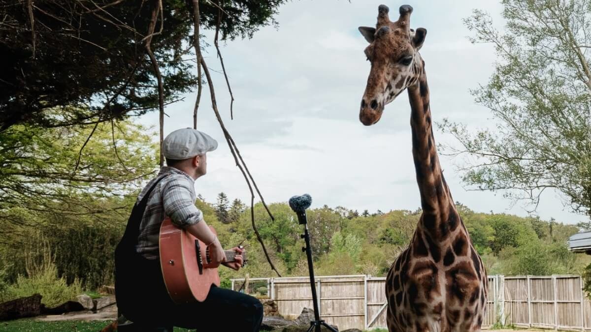 plumes et girafe