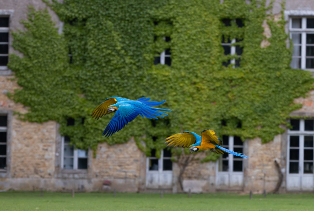 Rencontres des Intelligences Animales