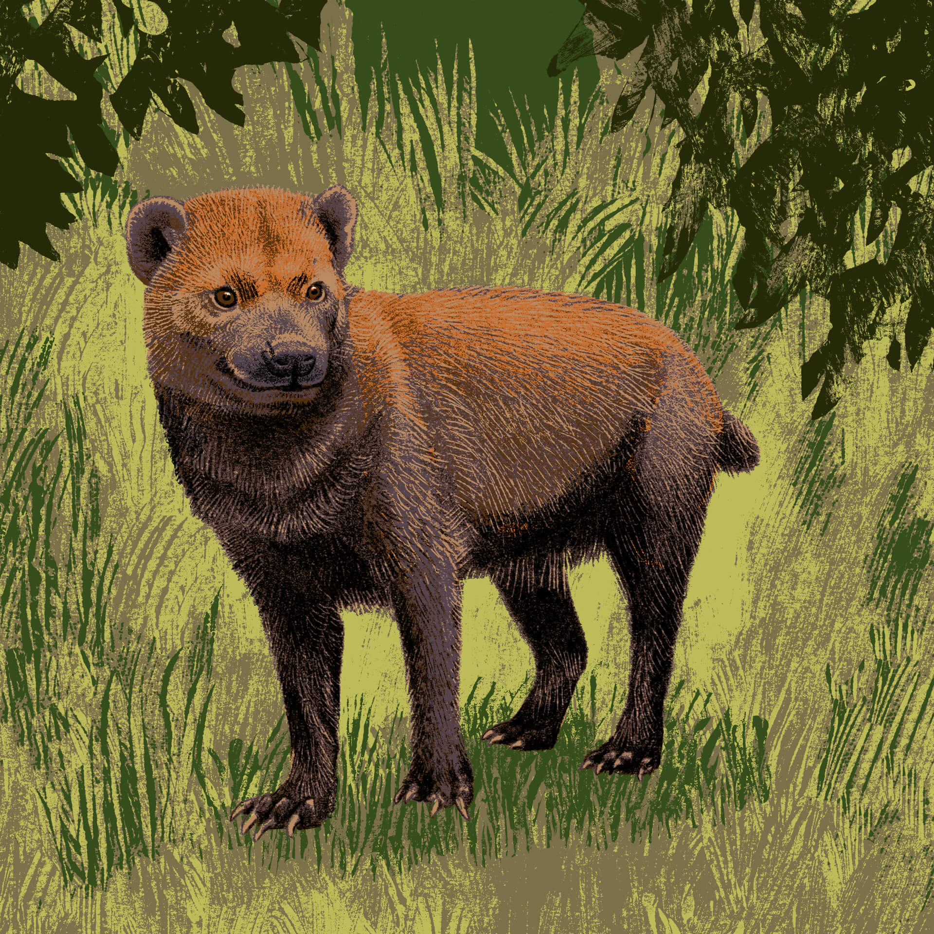 Chien des buissons parc animalier de Branféré