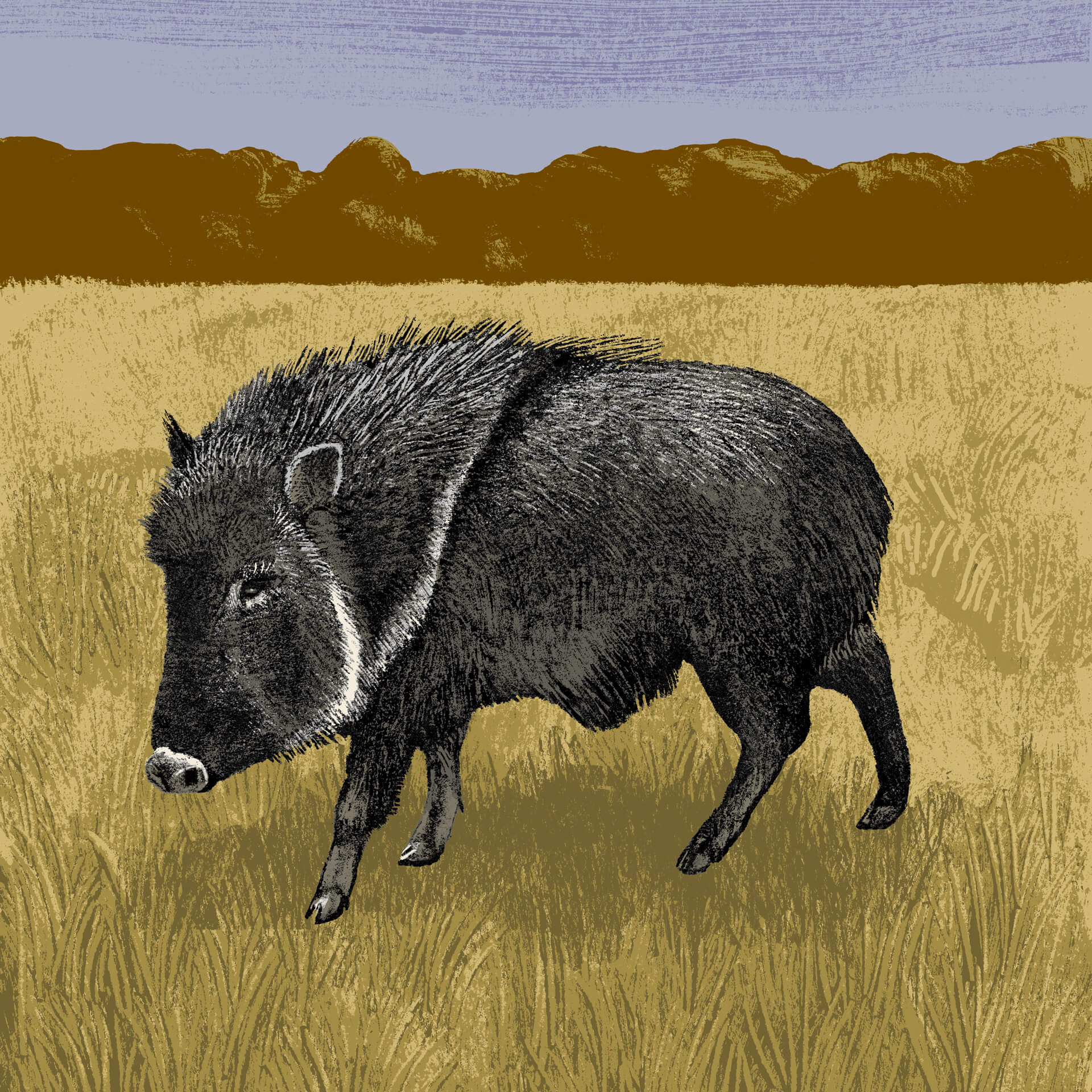 Pécari du Chaco parc animalier de Branféré