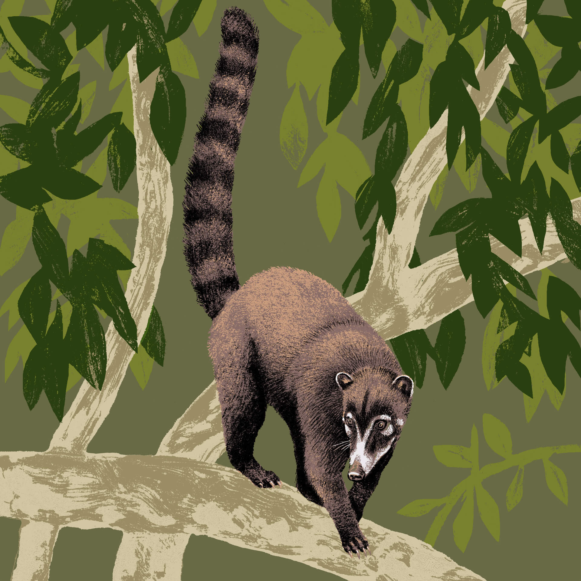 Coati à nez blanc parc animalier de Branféré