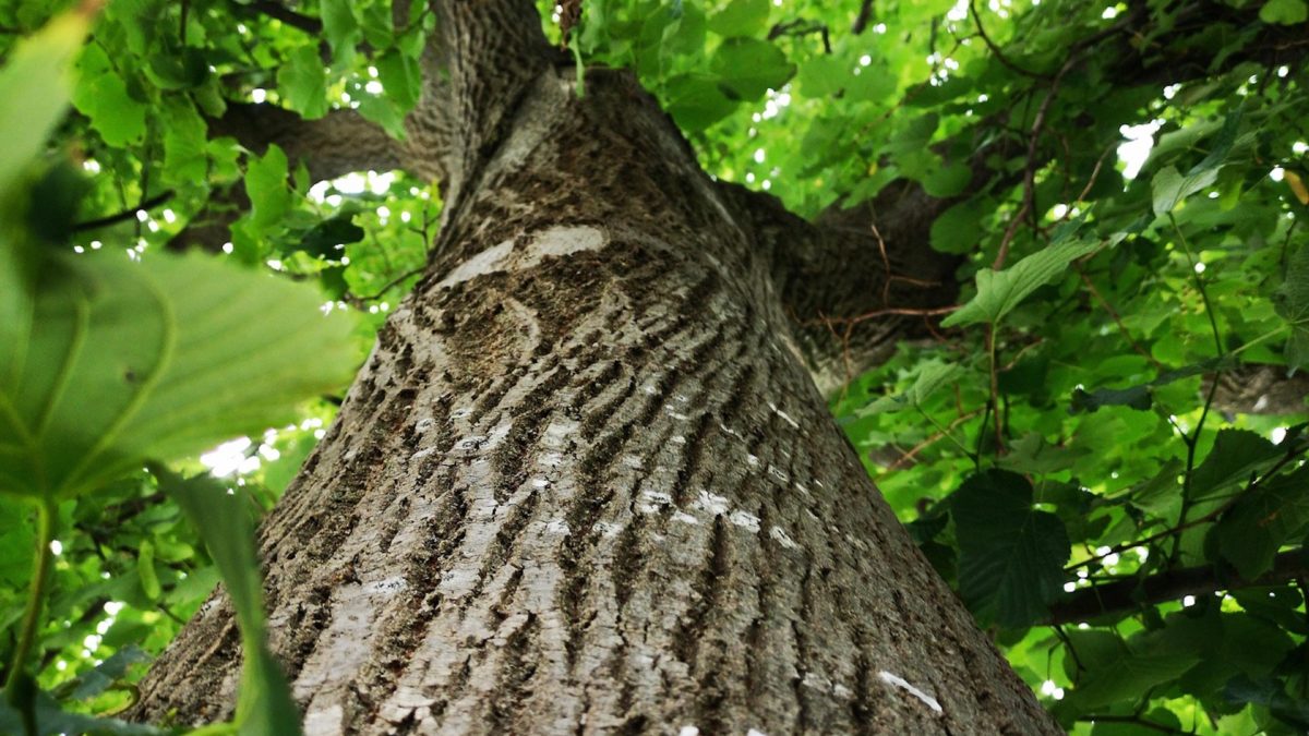 Arbre Tronc Écorce